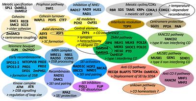 The Formation of Bivalents and the Control of Plant Meiotic Recombination